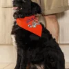 Dog Bandana